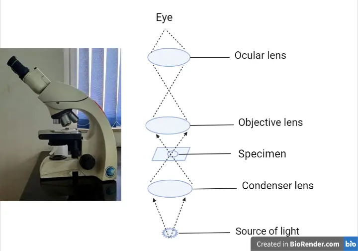 Please teach me why microscope can get the larger image for specimen in ...