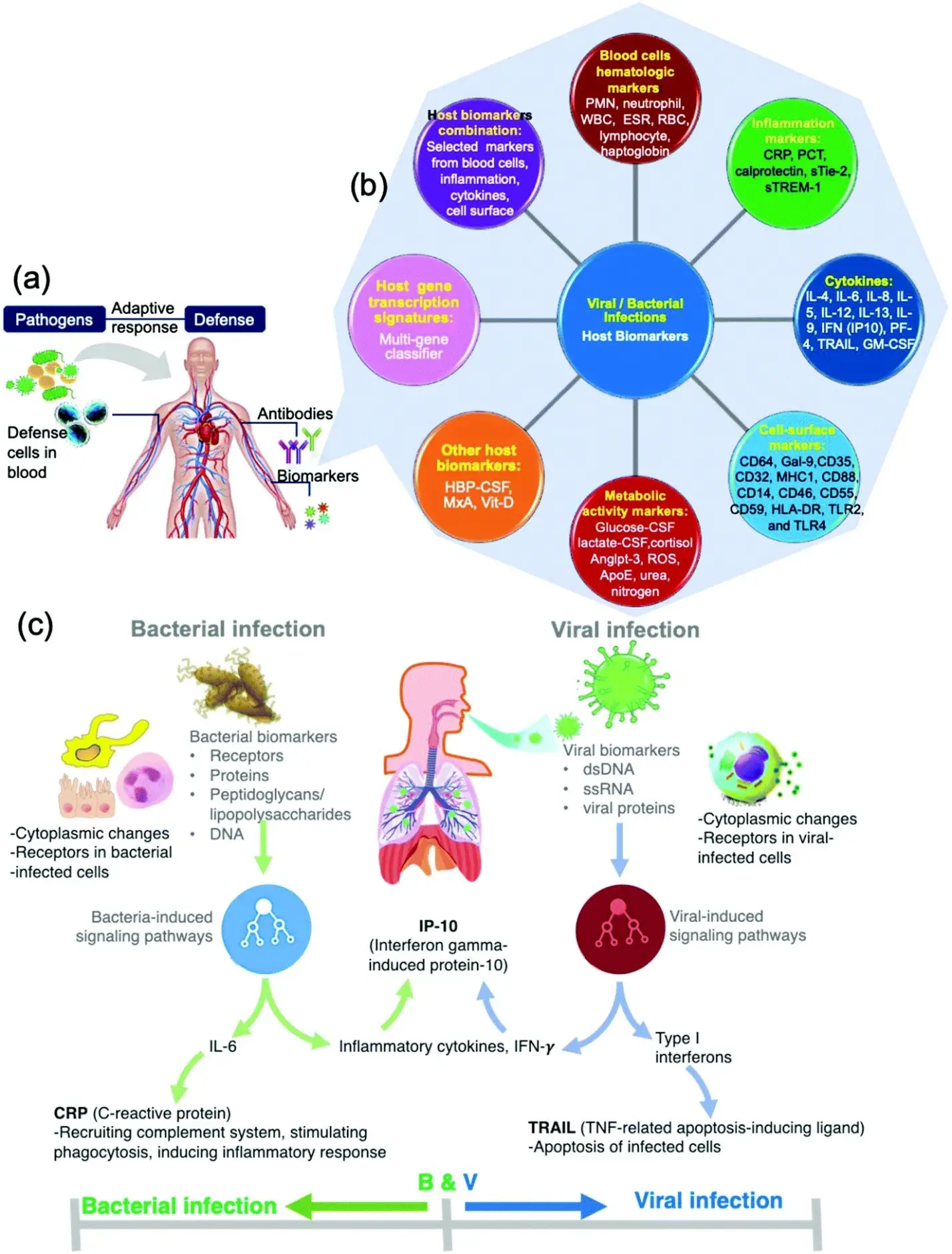 Biomarkers: Definitions, Types, and Applications
