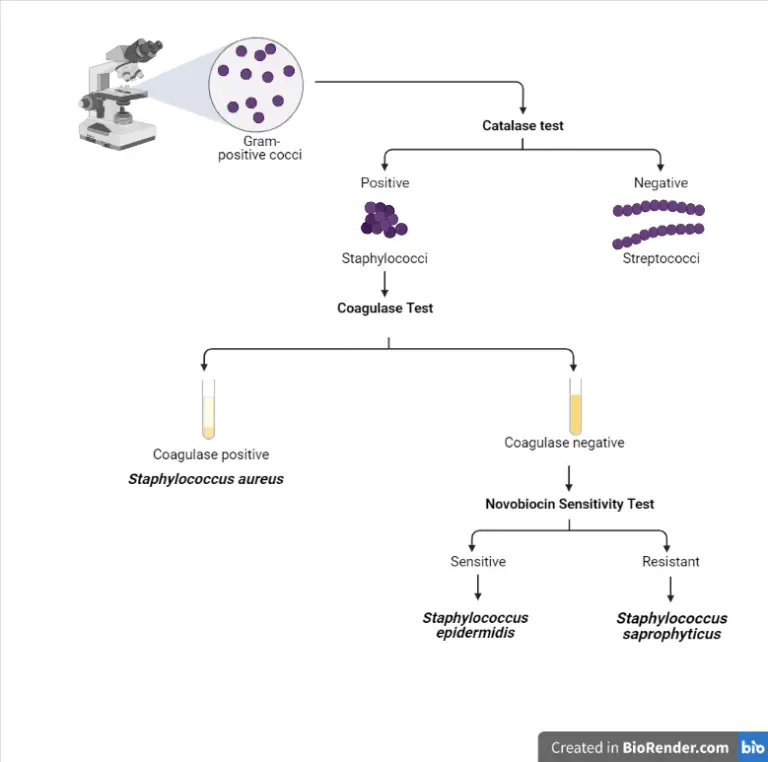 Staphylococcus saprophyticus Characteristics and Diagnosis Microbe