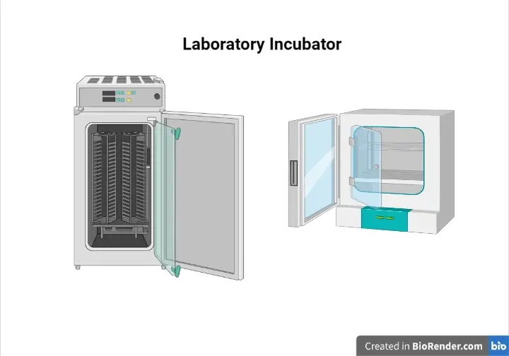 Laboratory Incubator: Principle, Parts, Types, and Uses 