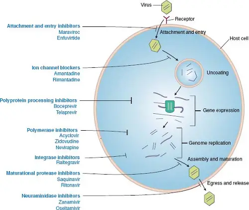 Mechanism of action of antiviral drugs