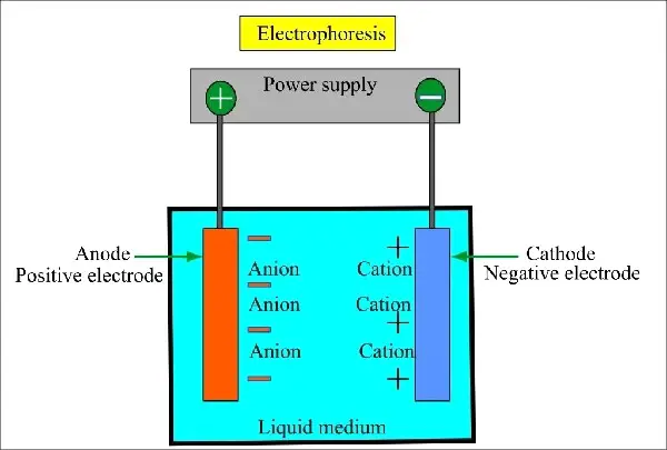 Gel electrophoresis (principle) 