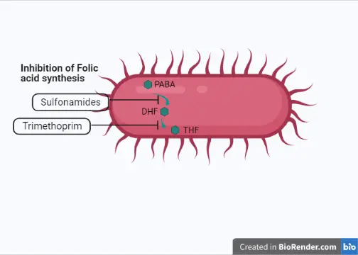 Mechanism of action of antibiotics (inhibition of folic acid synthesis)