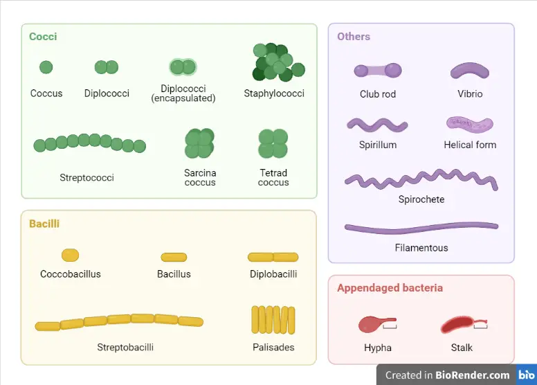 Classification Of Bacteria Microbe Online   Shapes Of Bacteria 