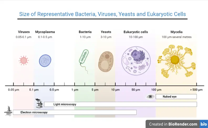 Size of bacteria, virus and yeasts