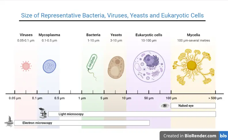Types Of Microorganisms Microbiology 47 OFF