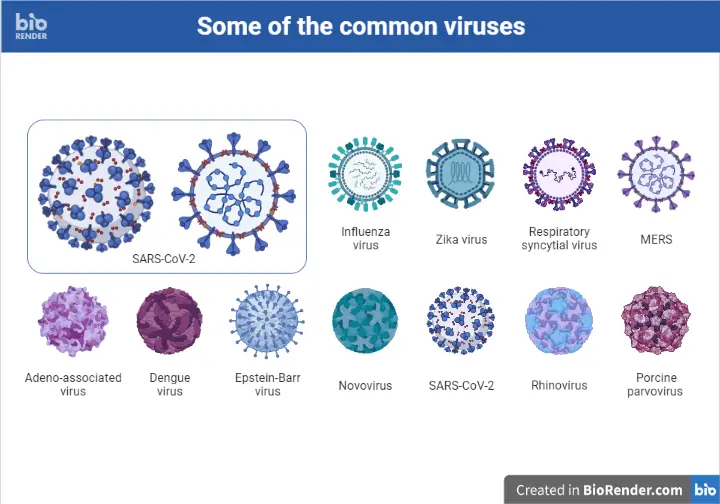 Differences Between Bacteria and Viruses 