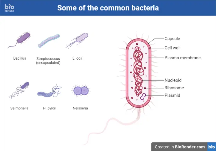Some of the common bacteria