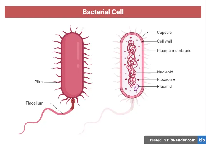 Structure of bacterial cell