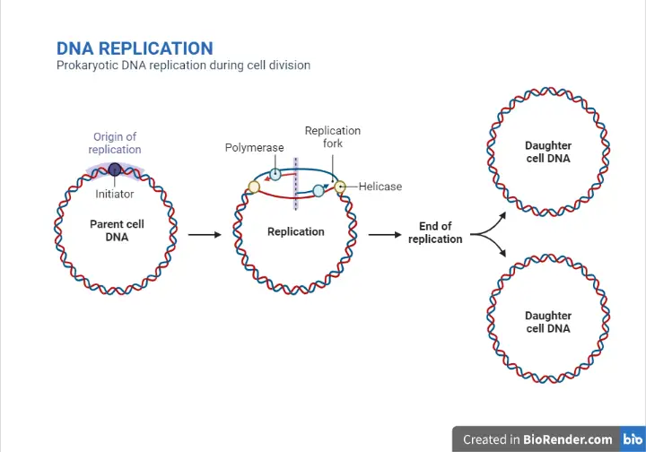 DNA replication in prokaryotes