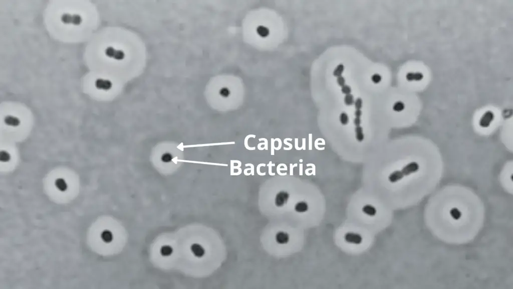 capsule of bacteria