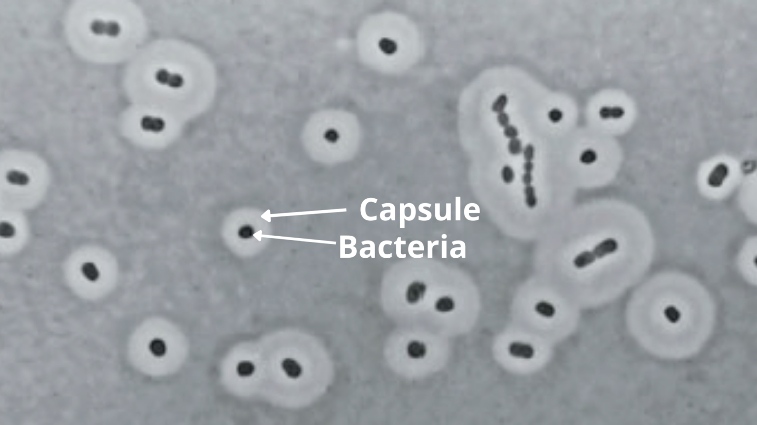 Classification of Bacteria – Microbe Online