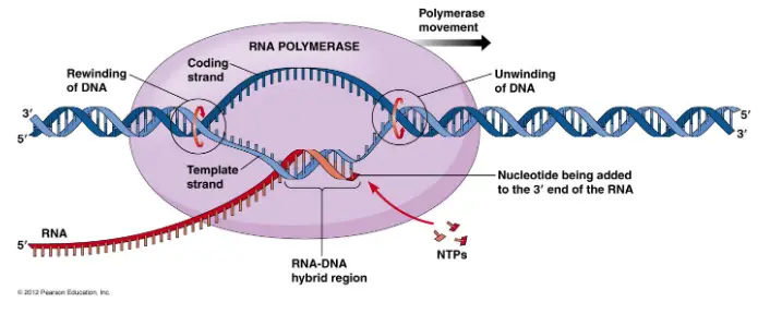 Binding of RNA polymerase
