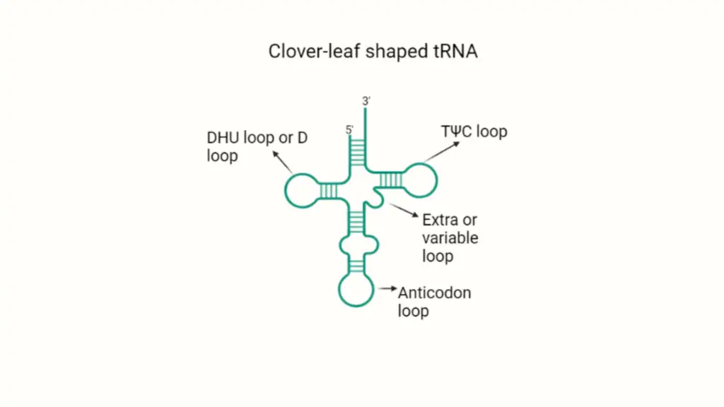 Structure of tRNA (cloverleaf shape)