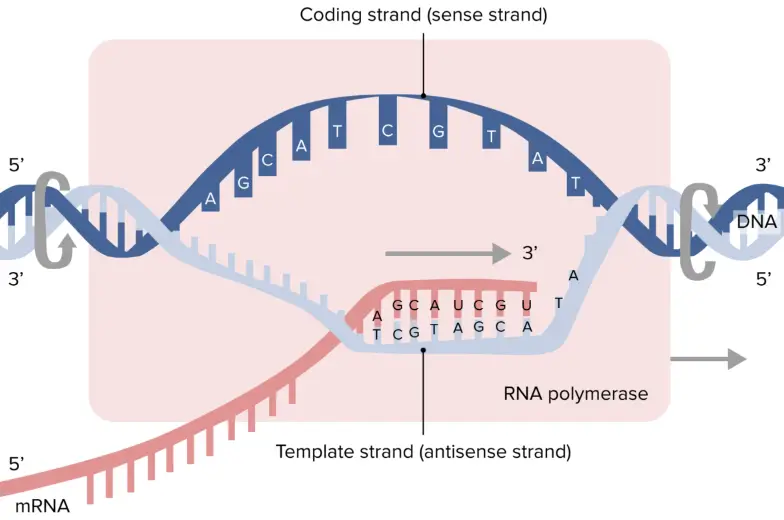 DNA Transcription Steps and Mechanism • Microbe Online