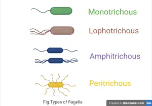 Flagella Structure Arrangement Function Microbe Online