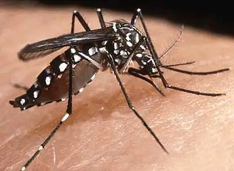 Aedes aegypti mosquito is the main vector of dengue