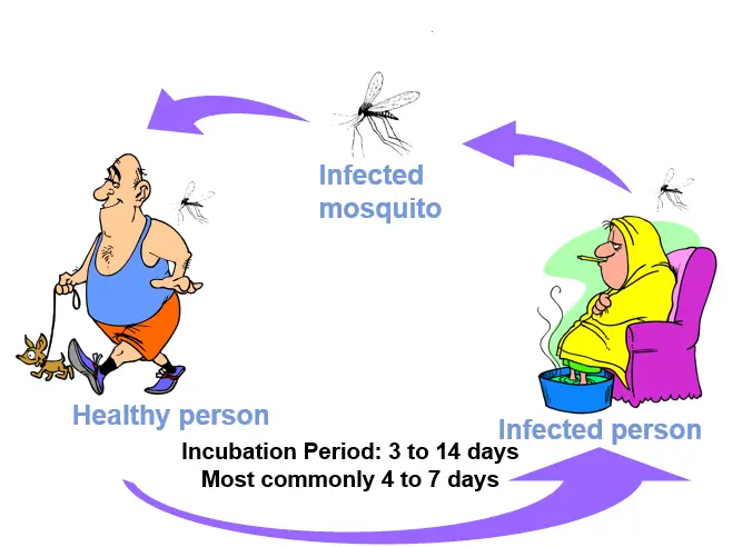 Transmission of dengue viral infection 