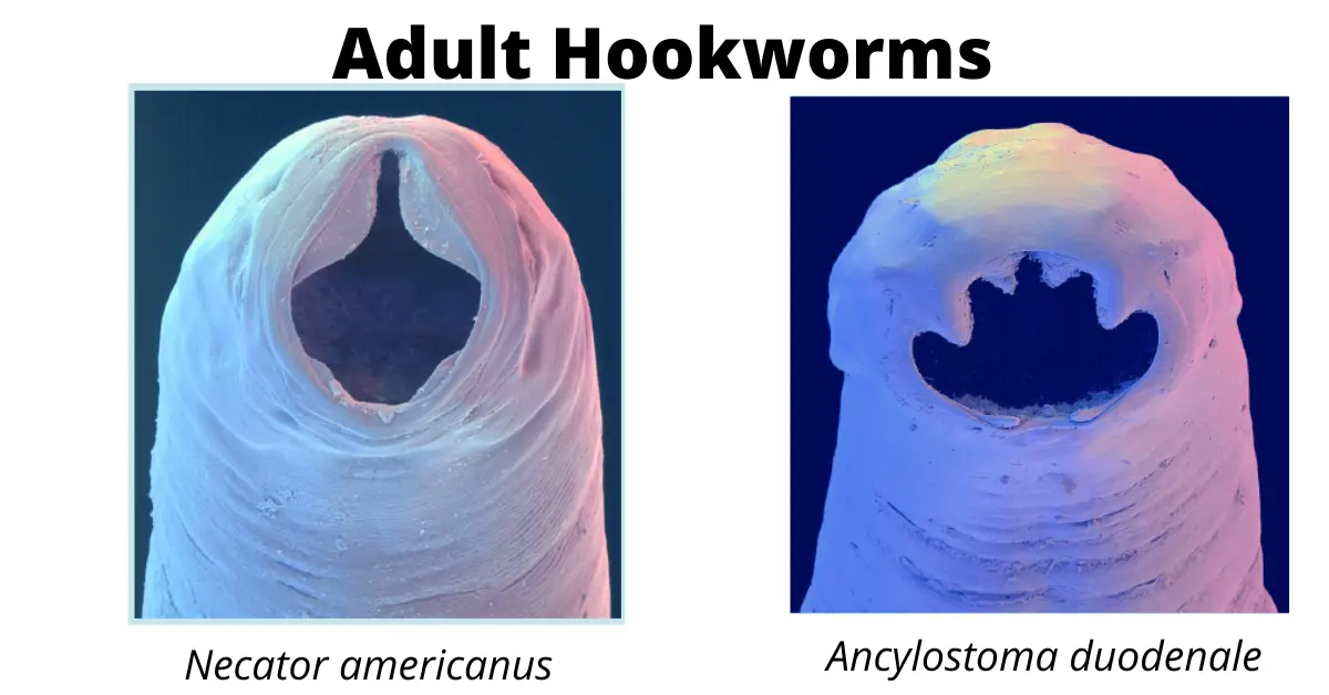 Hookworm: Characteristics, Life Cycle, Pathogenesis and Diagnosis