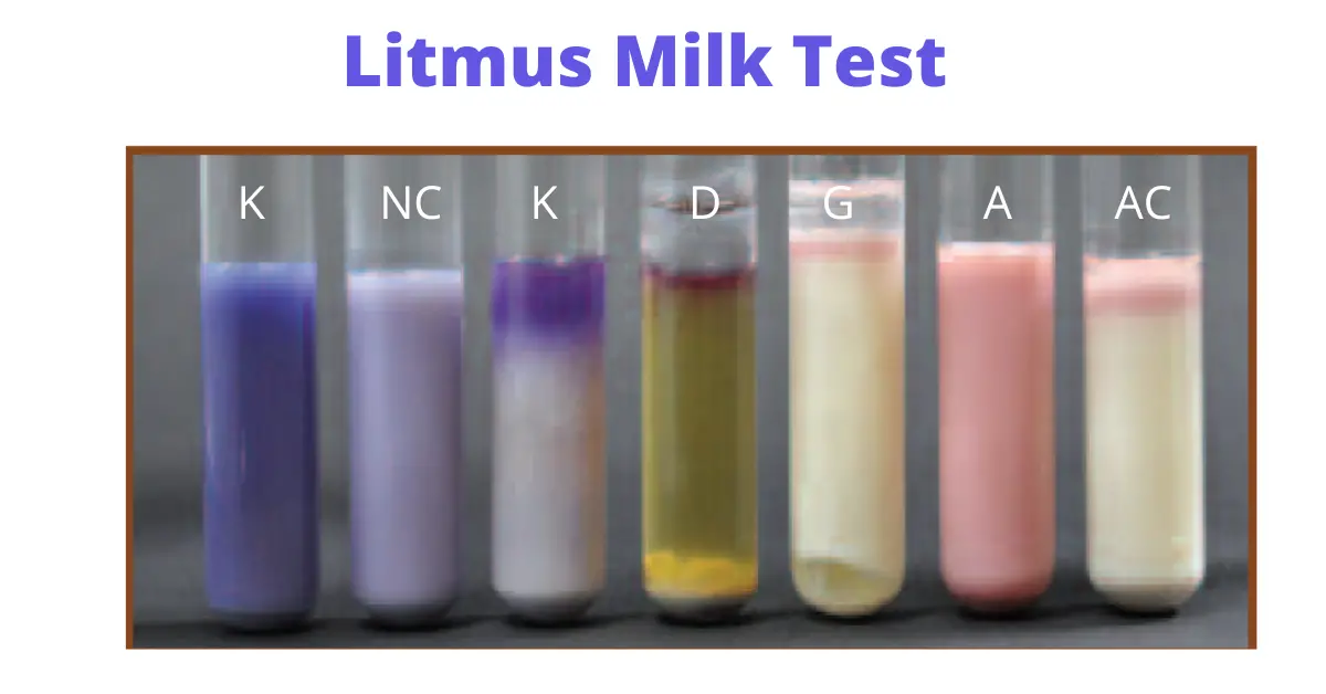 Litmus Milk Test Principle Procedure And Results Microbe Online