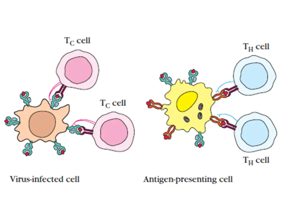 MHC presentation and virus infected cells