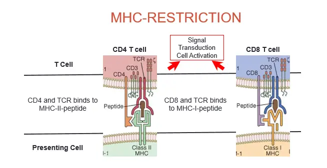 MHC restriction