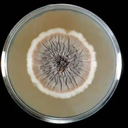 Sporothrix schenckii growing on Sabouraud agar (Image source: CDC)