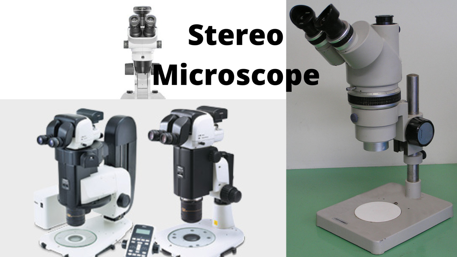 Stereo Microscope Uses, Advantages, and Disadvantages Microbe Online