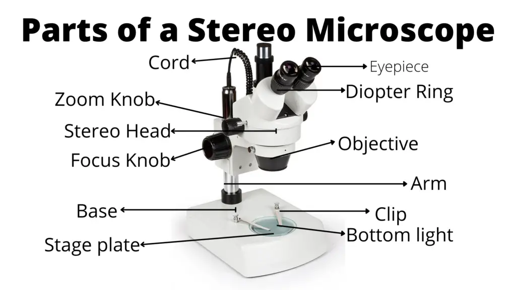 Parts of Stereo Microscope