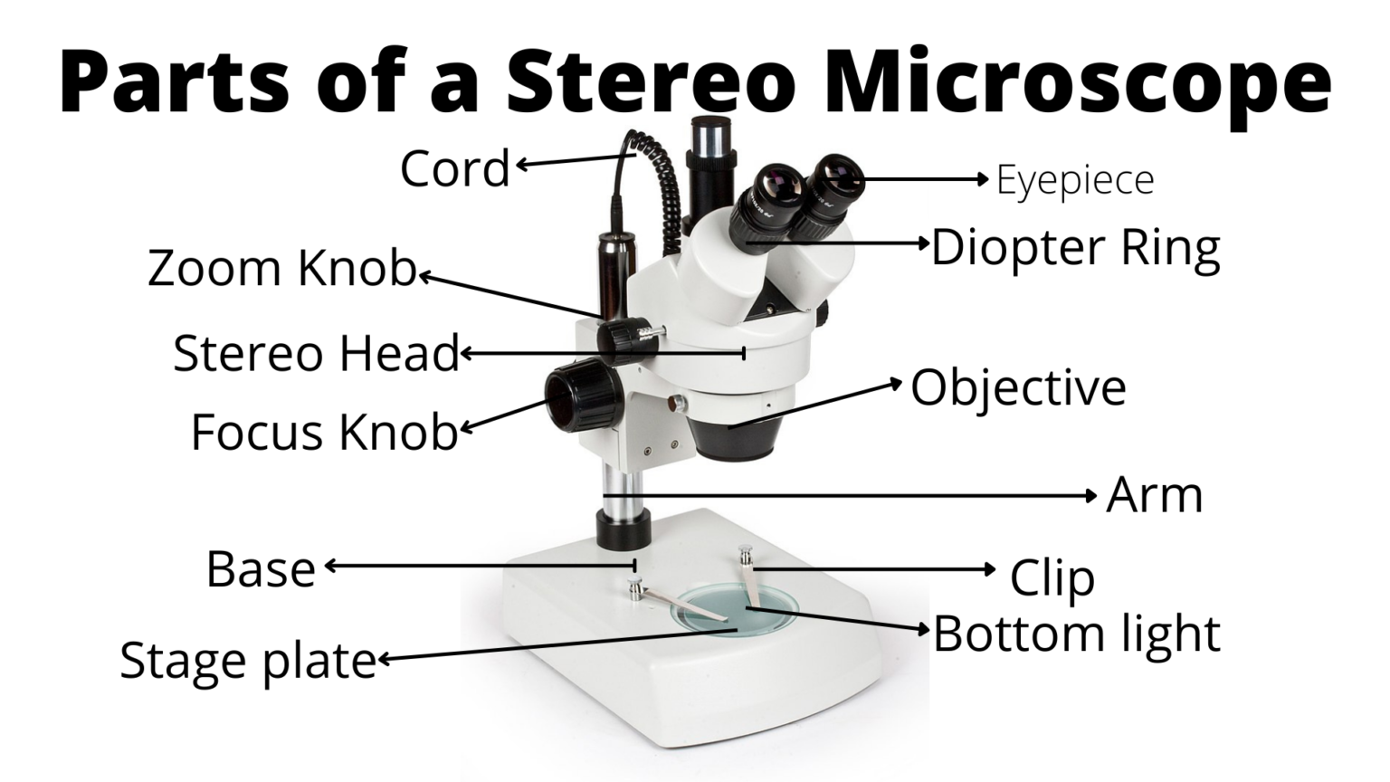 Stereo Microscope: Uses, Advantages, and Disadvantages – Microbe Online