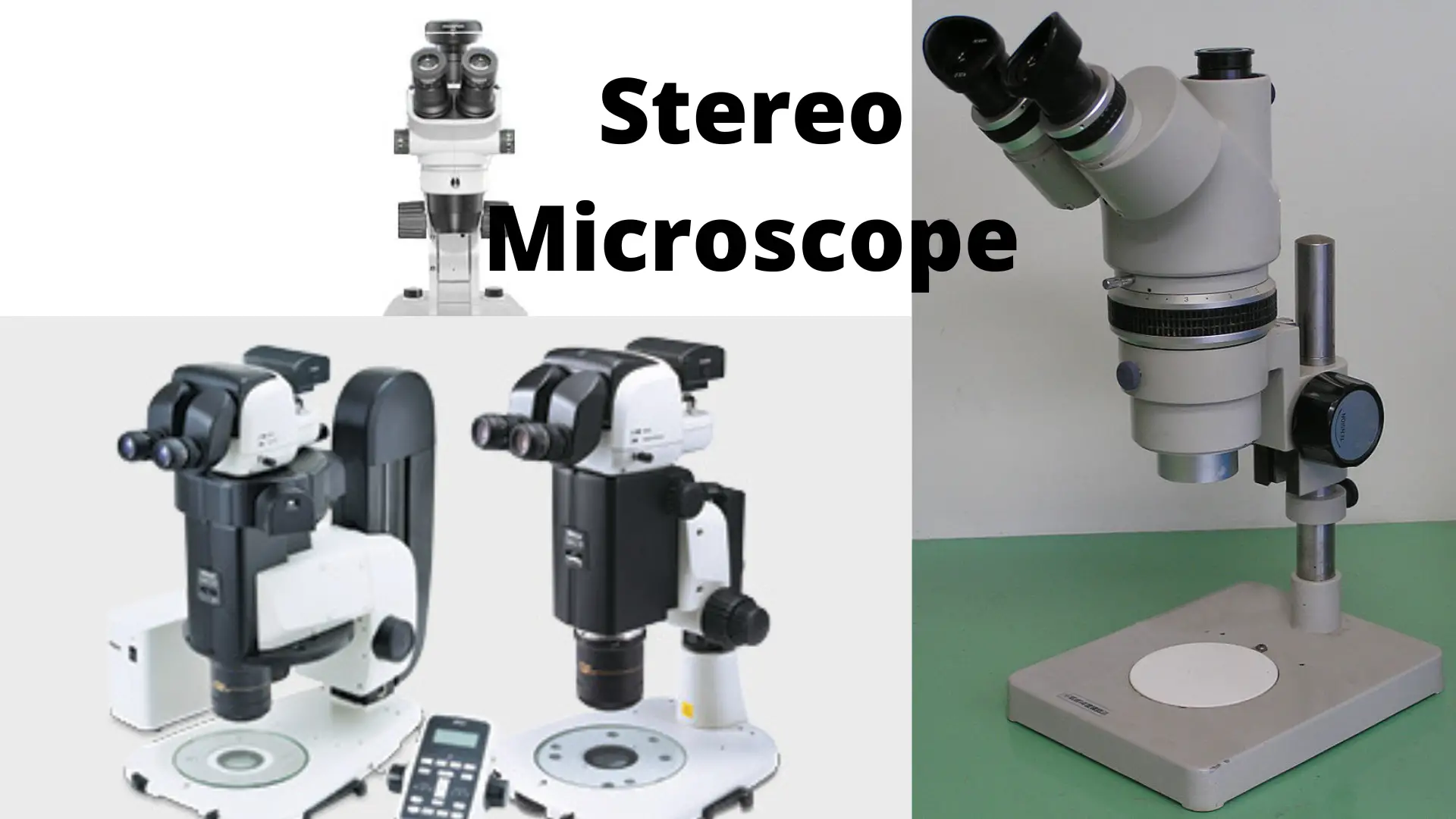 Stereo Microscope: Uses, Advantages, and Disadvantages 