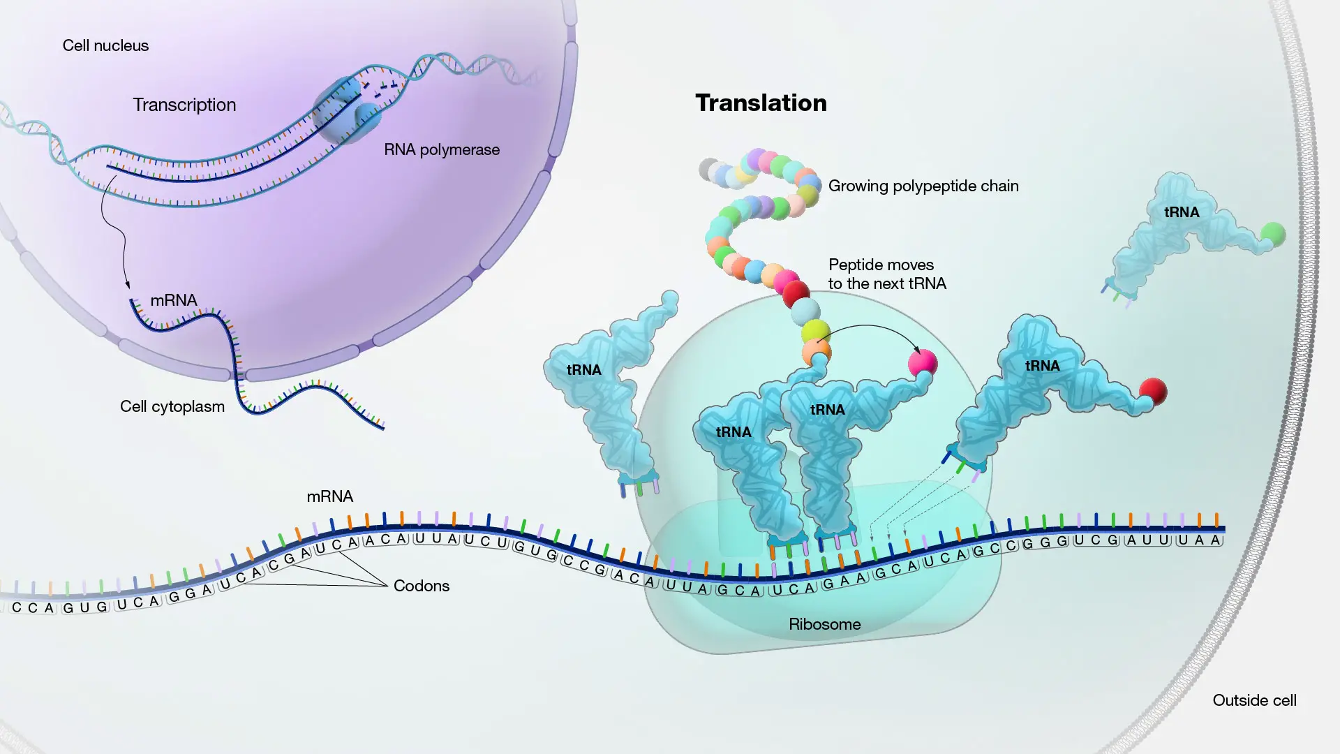 RNA Translation: Major Steps of Protein Synthesis