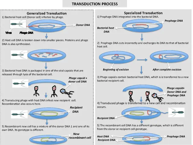 The difference between generalized and specialized transduction
