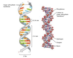 Structure and Components of DNA – Microbe Online