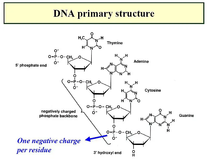 primary structure of DNA