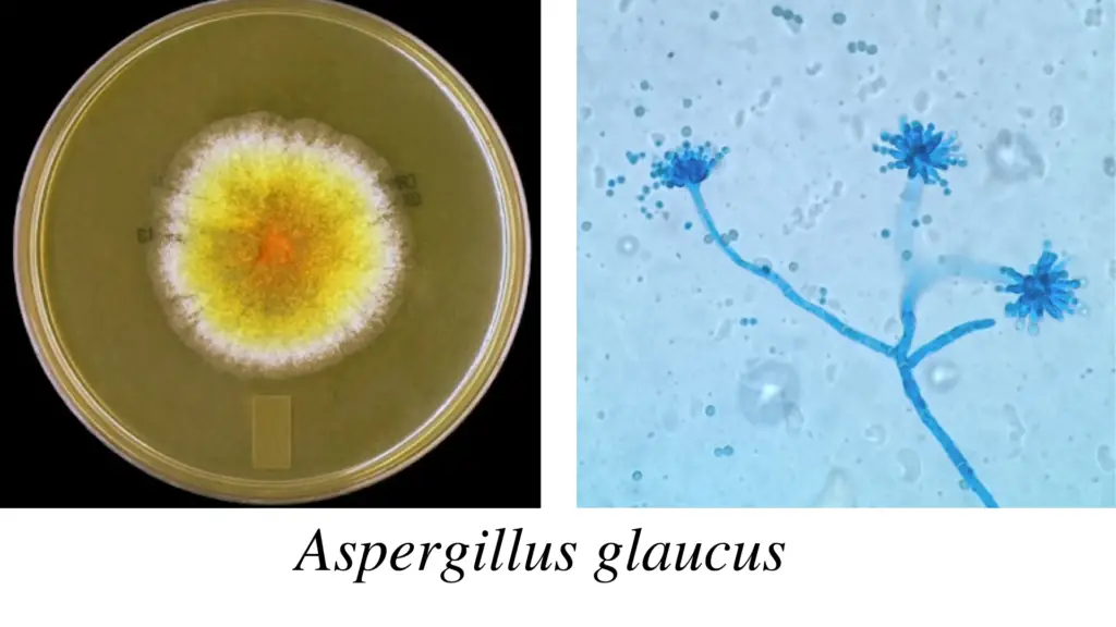 Aspergillus glaucus