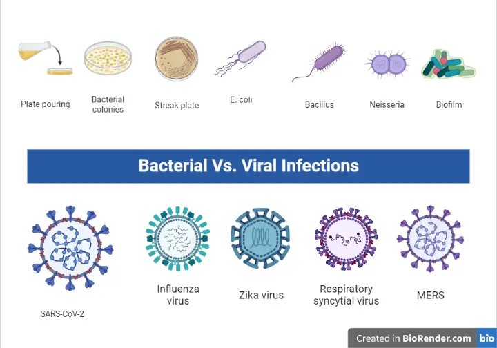 Bacterial vs Viral Infections