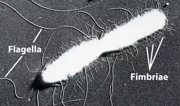 Electron micrograph of Salmonella typhi showing flagella and fimbriae