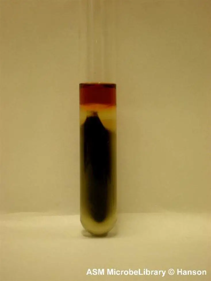 Result of the indole test using sulfur-indole-motility medium and Proteus vulgaris after a 24-hour incubation at 37
