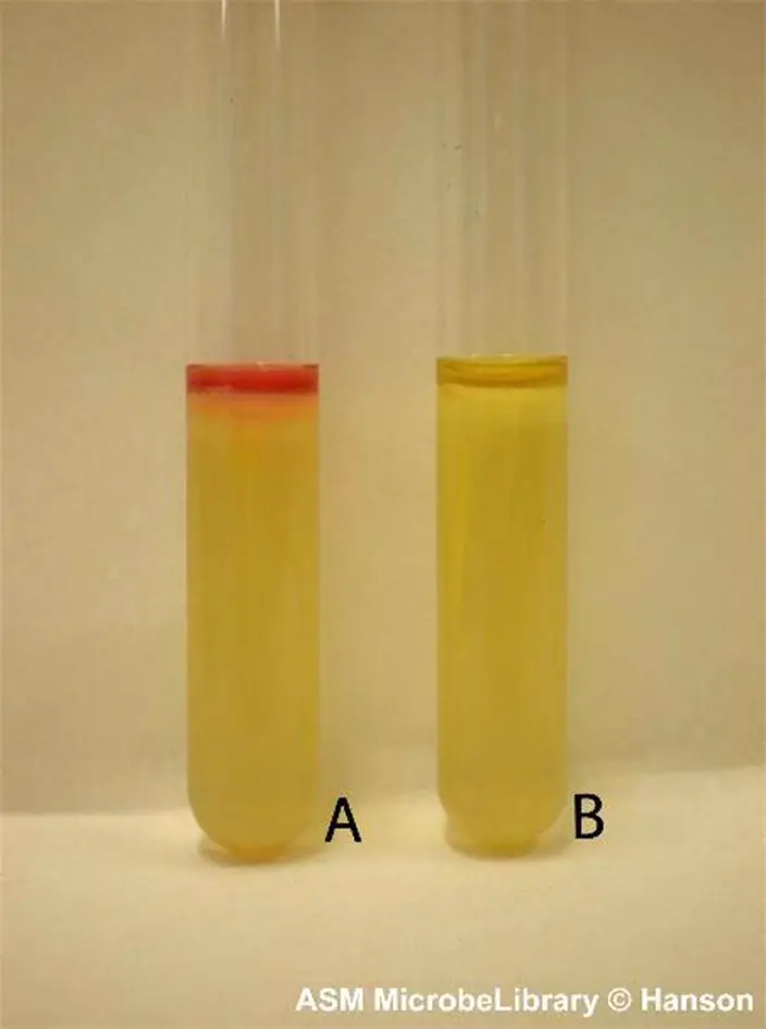 Result of the indole test using sulfur-indole-motility medium. A-positive, B-negative 