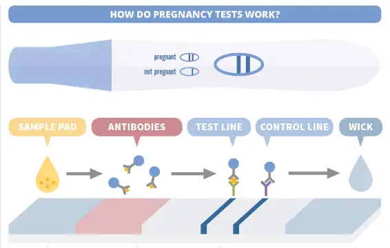 Pregnancy Diagnostic Tests Principle Procedure And Results Microbe 