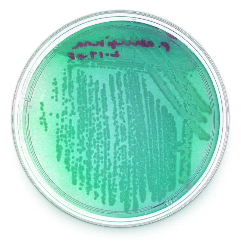 Pseudomonas aeruginosa in Tryptic soy agar