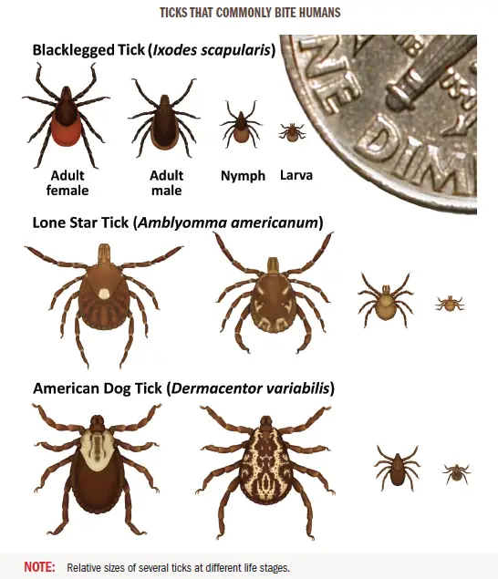 Ticks that common bite humans