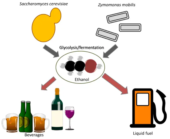Role of microorganisms in producing alcoholic beverages