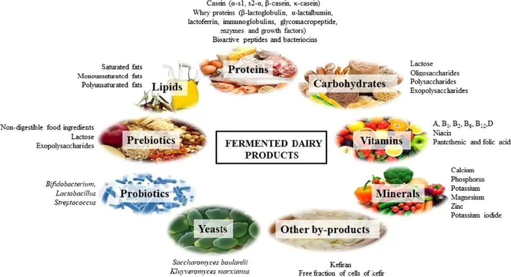 Fermented dairy products and their use