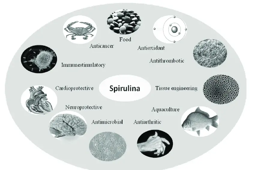 Food and Pharmaceutical applications of Spirulina