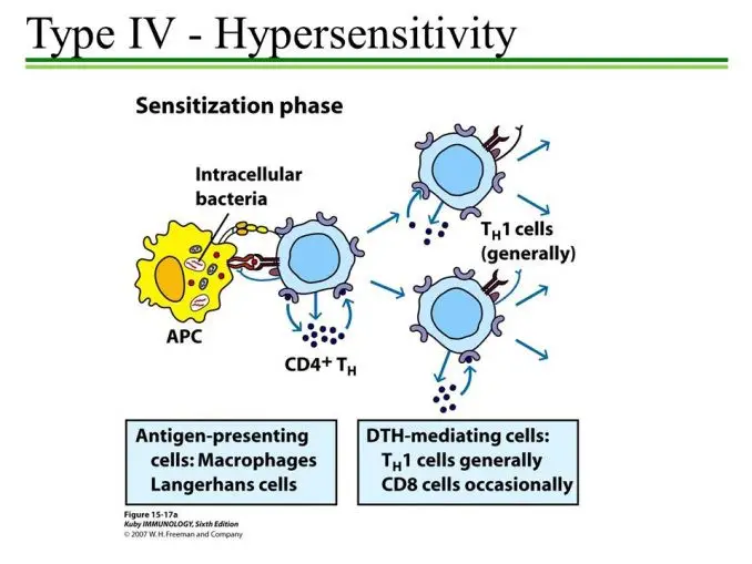 Type IV Hypersensitivity (Sensitization Phase)