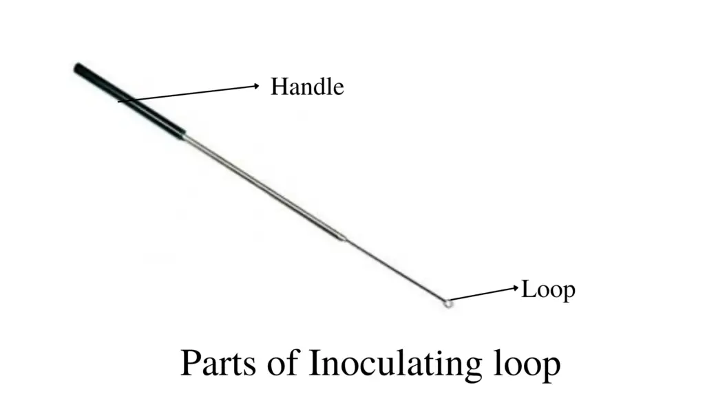 parts of inoculating loop