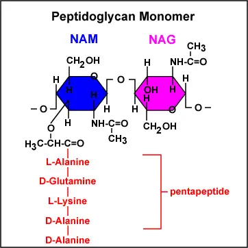 Peptidoglycan monomer