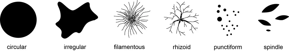 Punctiform and other types of bacterial colony